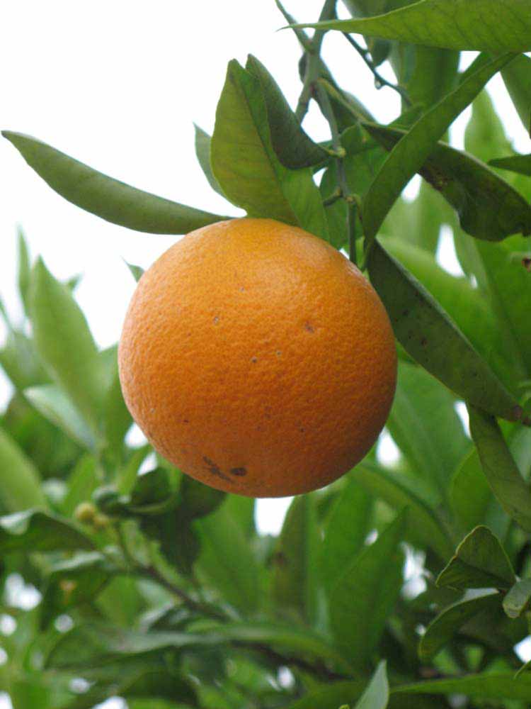            Fruit (Riverside, CA)   